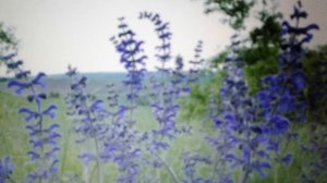 Шалфей луговой: полезные свойства и противопоказания,рецепты