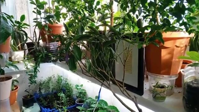 Выращивание цитрусовых дома. Грунт для цитрусовых. Мой состав. Пересадка. Лечение повреждения коры. смотреть онлайн