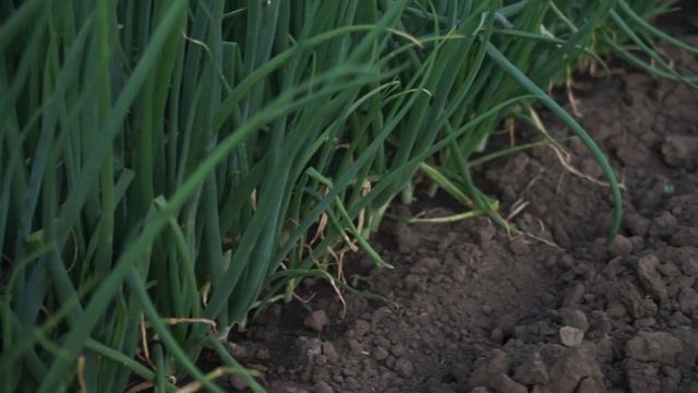 Технология выращивания лука смотреть онлайн