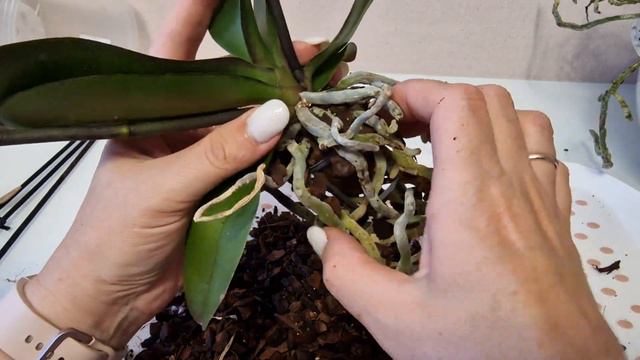 Лас вегас Орхидея Пересаживаем новые орхидеи уход за орхидеями. Орхидея Колибри