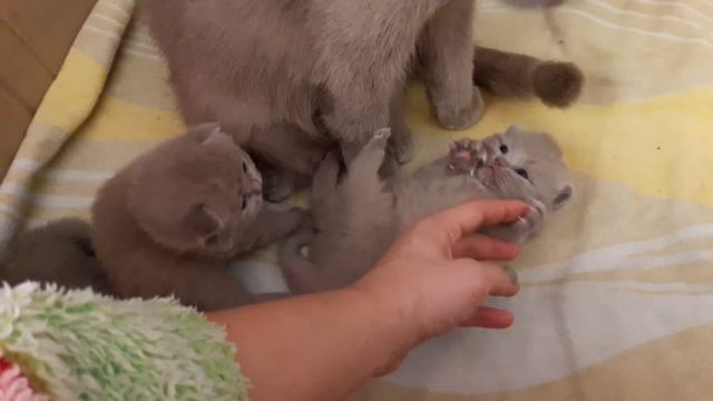 Шотландские котята возраст 2 недели
