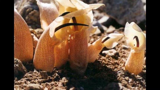 БИАРУМ (BIARUM) сем. Ароидные смотреть онлайн