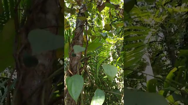 Индия, Гоа, ноябрь 2018. Плантация специй. смотреть онлайн