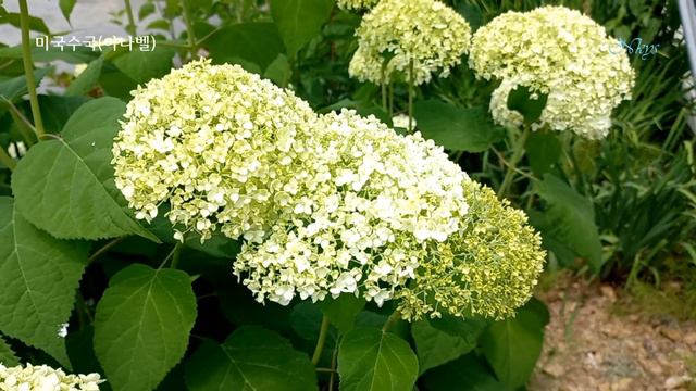 미국수국(아나벨) смотреть онлайн