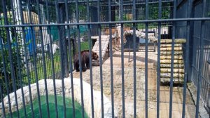 Сахалин 2023.  Зоопарк.  Медведь.