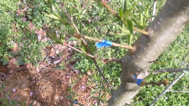 Прививка сливы и персика этой весной. смотреть онлайн