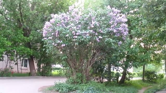 Красивое дерево сирени сердечком смотреть онлайн