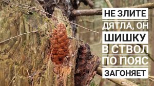 Уход в ещё более дальние дали на сосны смотреть. И на белых цапель