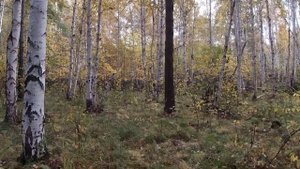 СОБАКА ПОЙМАЛА ЖИВОГО ЕНОТА. ОХОТА С РУССКИМ СПАНИЕЛЕМ.