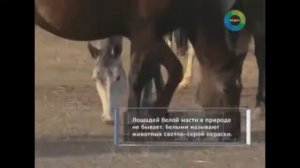 «Где живут гагаузы?» — давайте вспомним интересную видеозарисовку