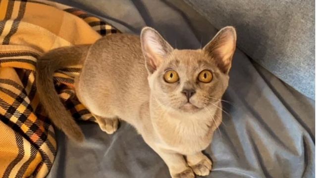 голубая бурма #голубаябурма смотреть онлайн