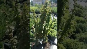 как посадить барбарис Тунберга эректа.