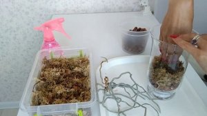 ПЕНЕК  ОРХИДЕИ. Пробуем НАРАСТИТЬ ДЕТКУ?