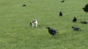 three legged jack russell chasing crows