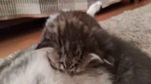 Котята 20 дней