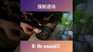 怎么骗小猫咪多喝水？Как заставить кота пить больше воды?