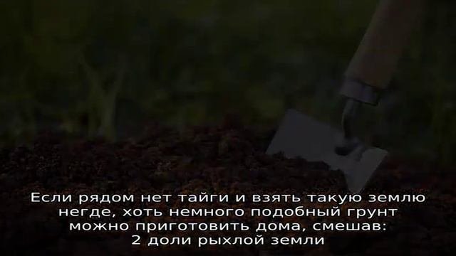 Почва для женьшеня – готовим грядки для выращивания растения в саду с учетом его требований