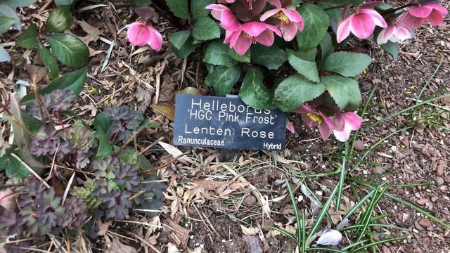 How to Understand a Lenton Rose - Extremely Hardy in the Winter смотреть онлайн