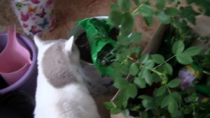 Спасаю саженцы роз Как сохранить розы до высадки в открытый грунт