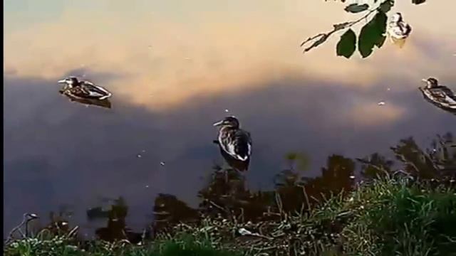 Релакс. Царство  уток.