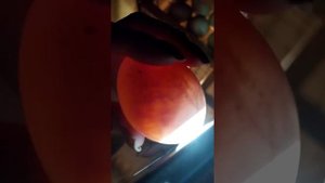 Просвечивание яиц на инкубационный телефоном(1)
