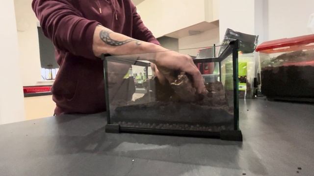 Naturalistic bioactive Terrarium with 30x30x20cm Komodo enclosure. смотреть онлайн