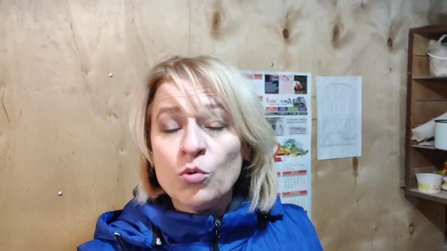 Курица Топчет Других Кур. Почему?