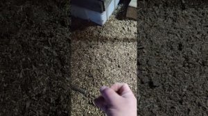 Тёплый курятник в Сибири...