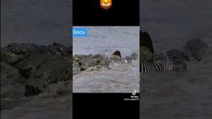 Съели заживо.  Слабонервным не смотреть.