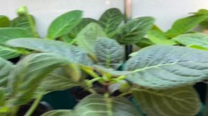 Проснулись клубни глоксиний, обрезала лишние боковые побеги у глоксиний.