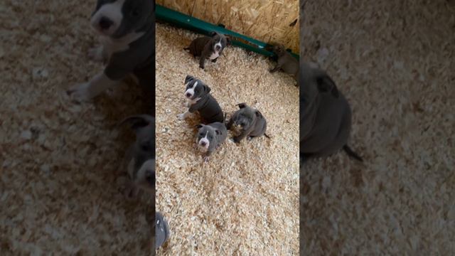 #империя #stafford #щенкистаффа #стафф #amstaff #купитьщенка #amstaffpuppy #щенки #staffordshire
