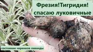 Просто за них забыла. Теперь спасаю луковичные. Как развиваются черенки лаванды.