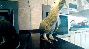 РЕАЛИТИ ШОУ?Один день из жизни попугая жако ? A day in the life of the parrot Jaco