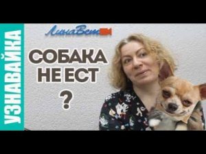 Почему собака не ест? Собака не ходит в туалет, что делать?