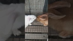 Кролики. Кролики белые с красными  глазами  и кролик великан.