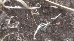 Выращивание озимой пшеницы Скипетр по технологии No-till. Всходы. Стерня гречихи.