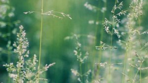 Футаж — Сверчки в полевой траве. Полевая трава. Футажи (footage) красивая природа [FullHD]