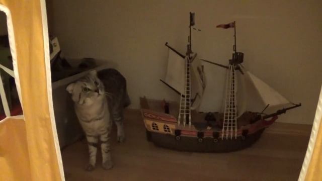 Игры с котом перед сном. Funny Cat Playing. смотреть онлайн