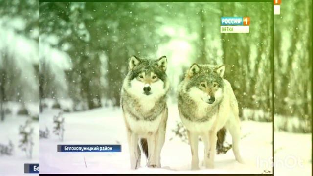 музыка дав дав дав дома ушел Волка смотреть онлайн