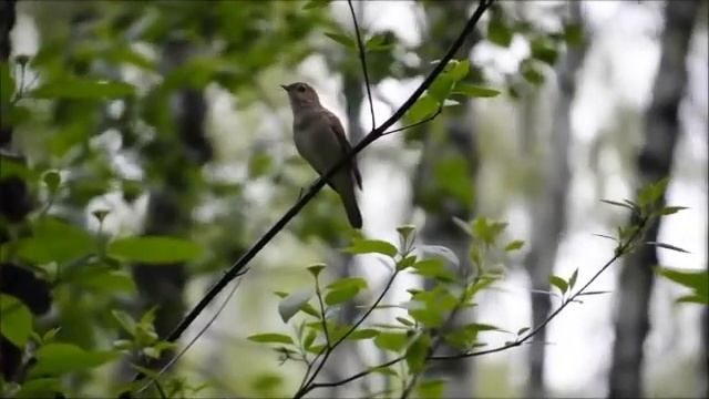 Соловьи России