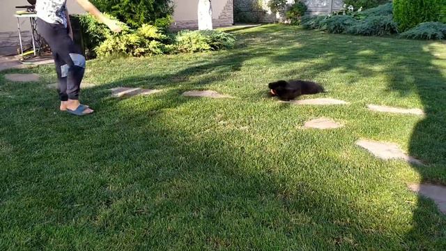 Лабрадор бігає з м'ячем. Привчаємо їсти по команді смотреть онлайн