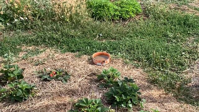 Каркуша познал остроту жгучего перца. Вообщем начал он клевать красные перчики смотреть онлайн