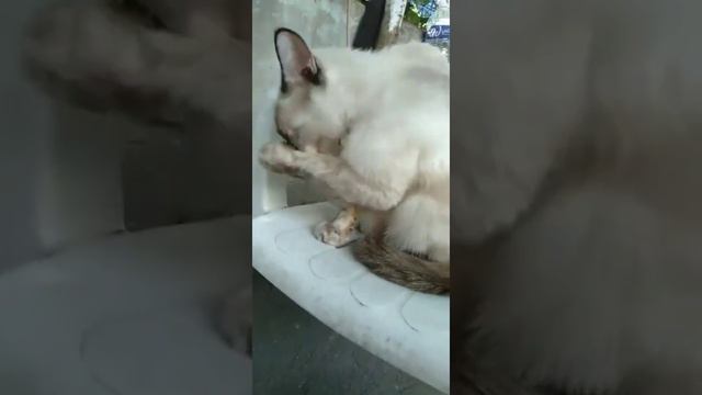 miming cute kala ko madungis kulay pla nya yan /Lorna Planos