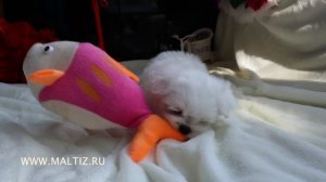 Мальтийская болонка