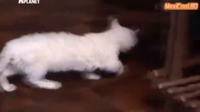 Кошачья порода Ламбкин