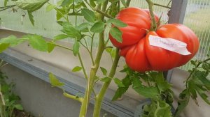 Сорт томата Истра  26,08,2023