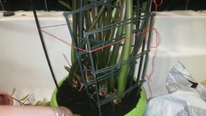 Пересадка ОГРОМНЫХ домашних ЦВЕТОВ