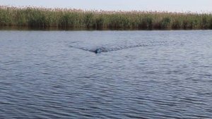 Проверяем перед отправкой в Москву прикормочный кораблик для рыбалки с GPS навигацией ! А воды нет