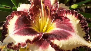 лилейник GLAMOUREYES