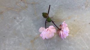 ФИАЛКИ. Сюрприз моей Литуаники. African Violet Lituanika - surprised me.